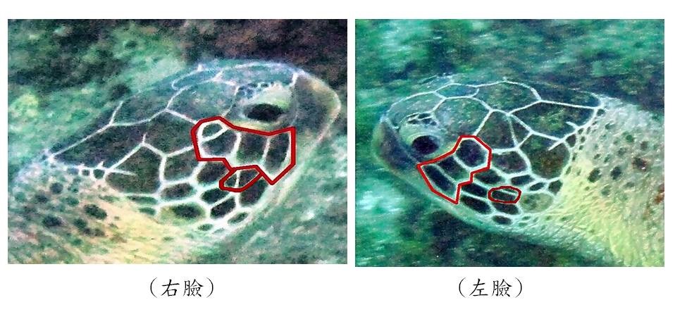 海龜左右臉鱗片
