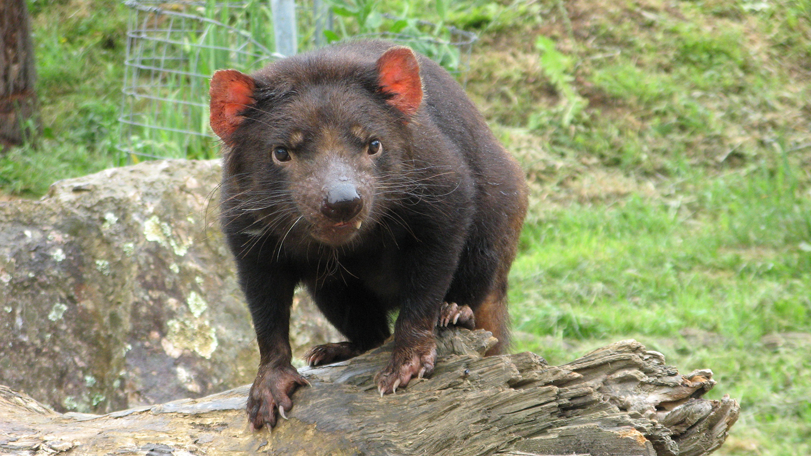 【動物好朋友】袋獾(Tasmanian-devil) - 國家地理雜誌中文網