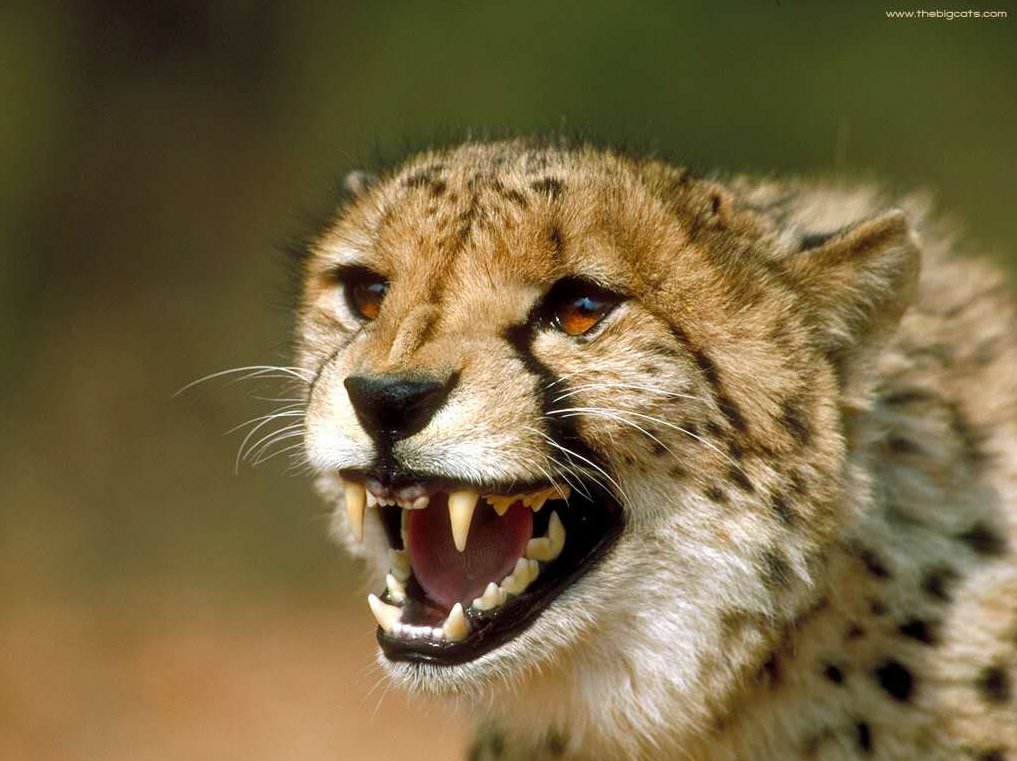 獵豹