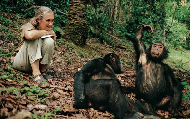 珍古德與黑猩猩