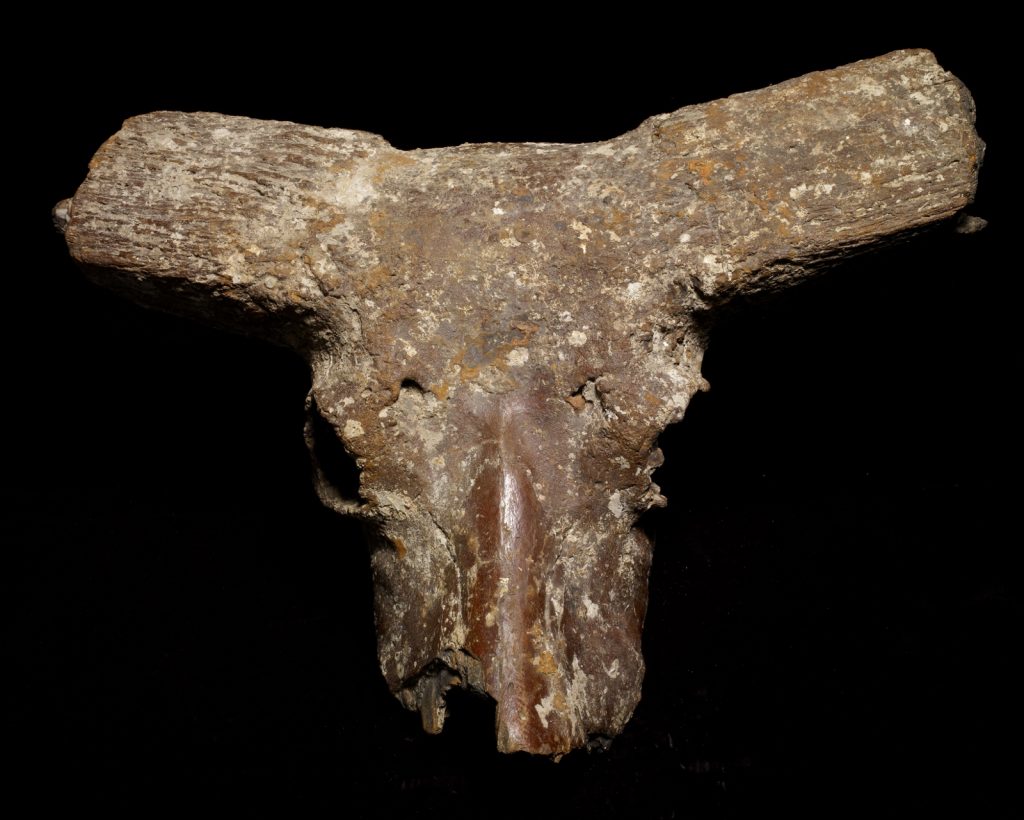 圖6：澎湖溝撈起的德氏水牛（達爾文博物館提供）。