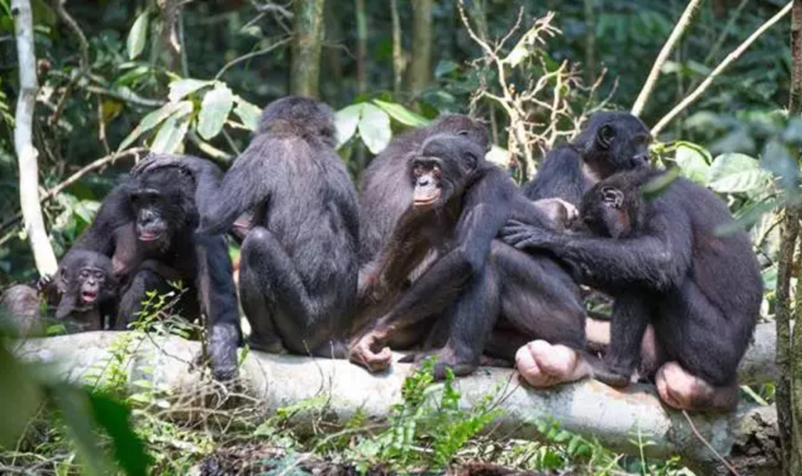 盧奧科學保護區裡一群雌性倭黑猩猩互相打理，剛果民主共和國（攝影| Image courtesy of Takeshi Furuichi）