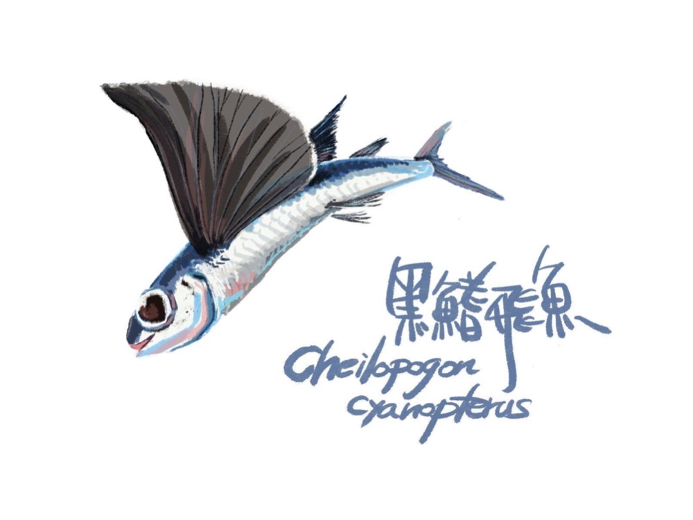 黑鰭飛魚