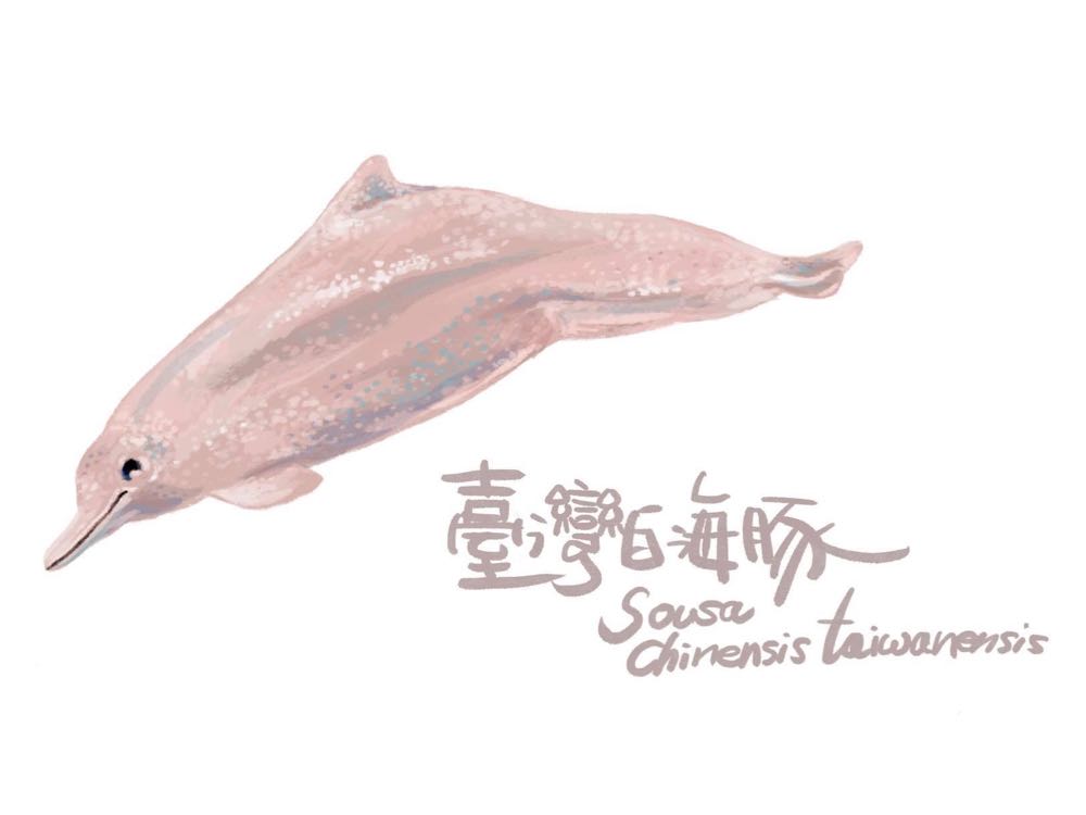 臺灣白海豚
