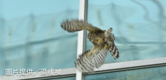 野鳥撞玻璃回報