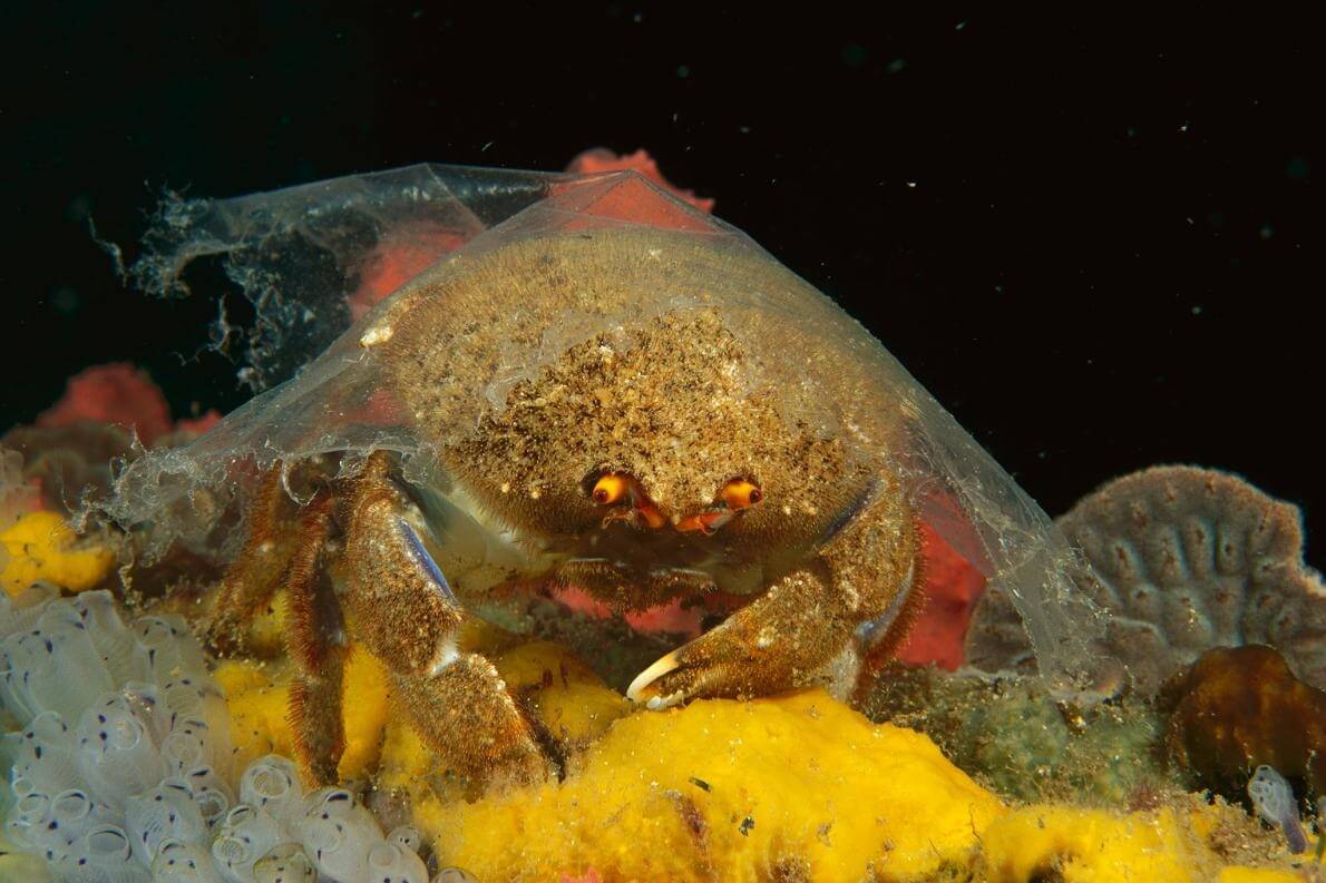 在地球最深的海溝裡，生物正在吃塑膠！
