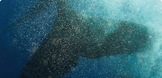 友善海洋義賣活動