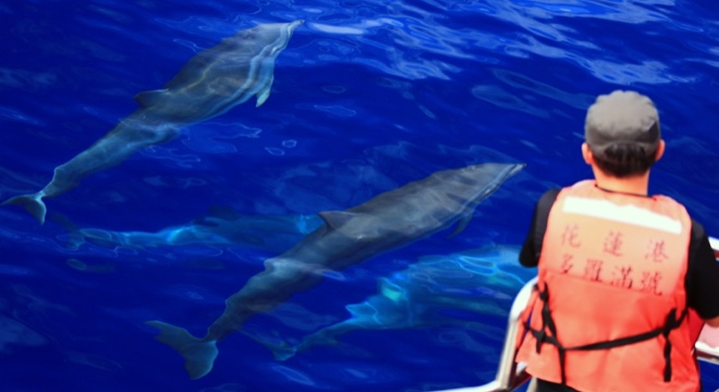 溫柔拜訪海中悠遊的朋友