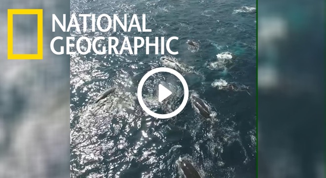 南非外海的座頭鯨「大會師」