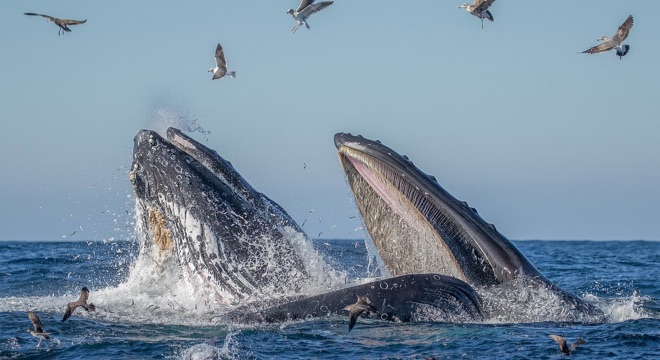 研究：加倍保育工作 全球海洋有機會在30年內重現往日榮景