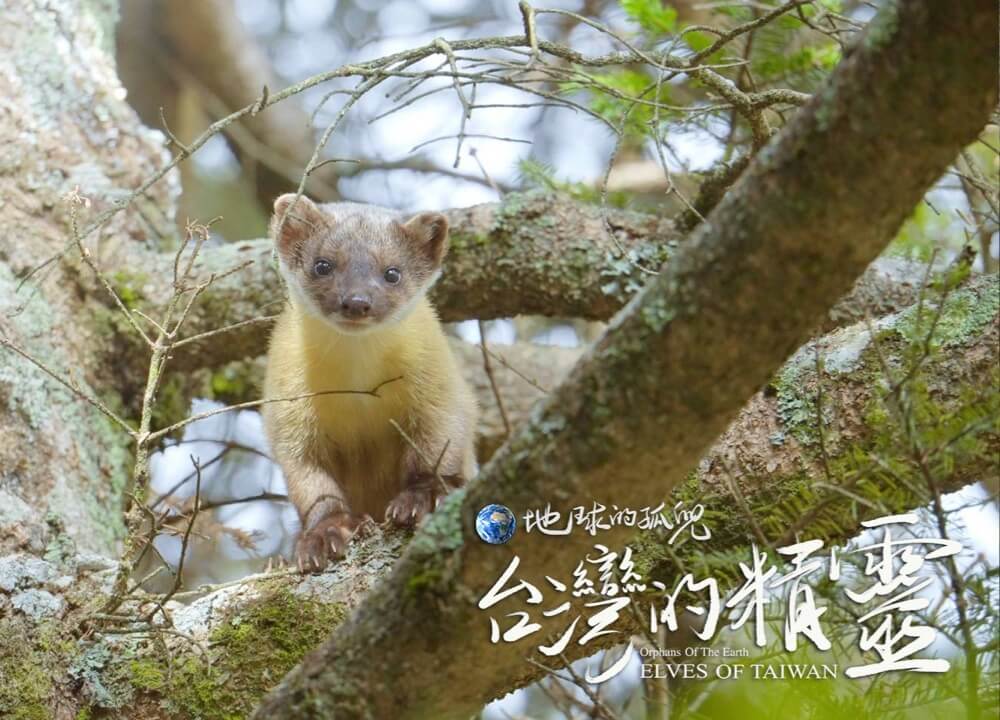 奔馳玉山的黃色閃電