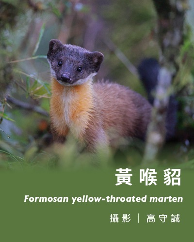 黃喉貂 Formosan yellow-throated marten / 攝影｜高守誠