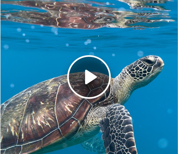 世界海龜日最美獻禮！小琉球海龜優雅飛行