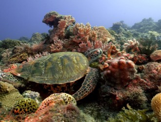 海龜、珊瑚和海廢