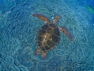 請保持一隻海龜的社交距離──海龜之間也有傳染病？