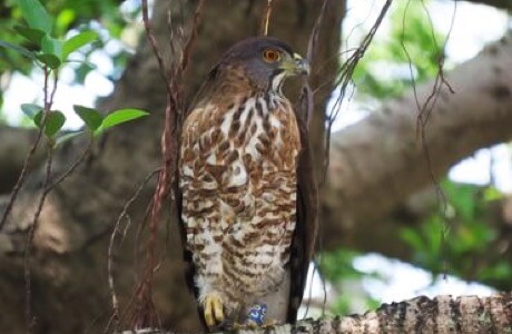 鳳頭蒼鷹目擊回報