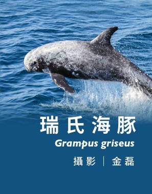 瑞氏海豚 Grampus griseus / 攝影｜金磊