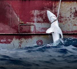 關注鯊魚—海中之王面臨的三大生存危機