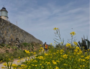 東犬燈塔徵稿第二名