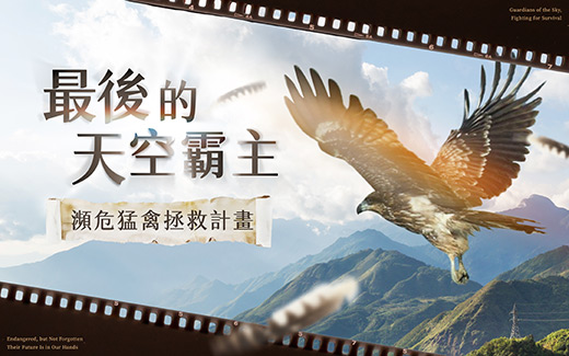【最後的天空霸主】瀕危猛禽拯救計畫