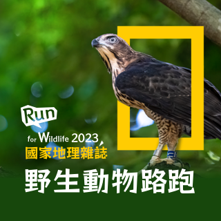 2023鳳頭蒼鷹路跑