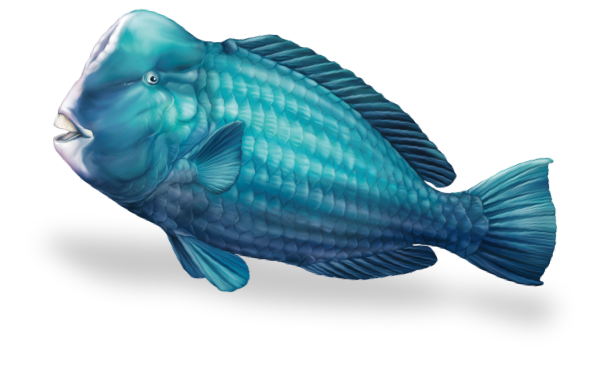 主題動物 隆頭鸚哥魚