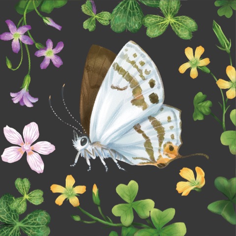 參跑禮設計師 仲華 Zhong-Hua