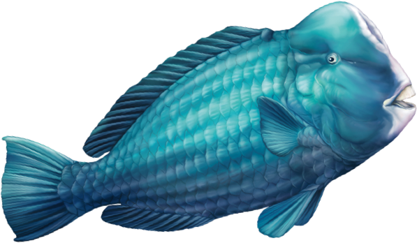 主題動物 隆頭鸚哥魚