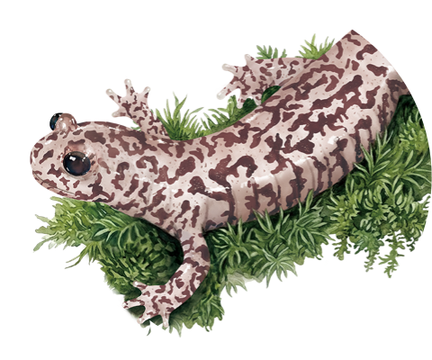山椒魚