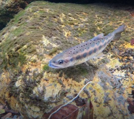 氣候變遷衝擊櫻花鉤吻鮭 武陵農場「退耕造林」守護國寶魚棲地