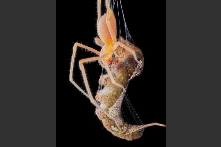 吻別－紅螯蛛迅速的抓捕毛蟲並且注入毒液及消化酵素，所以獵物只要被紅螯蛛輕輕的一吻，馬上魂飛魄散。捕