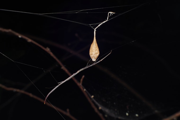 守護-蚓腹寄居姬蛛駐網時，常將第一、二步足向前併攏伸出與身體成一直線，看上去極似枯樹枝。雌蛛會守護著卵囊，一直到卵孵化為蜘蛛幼體。