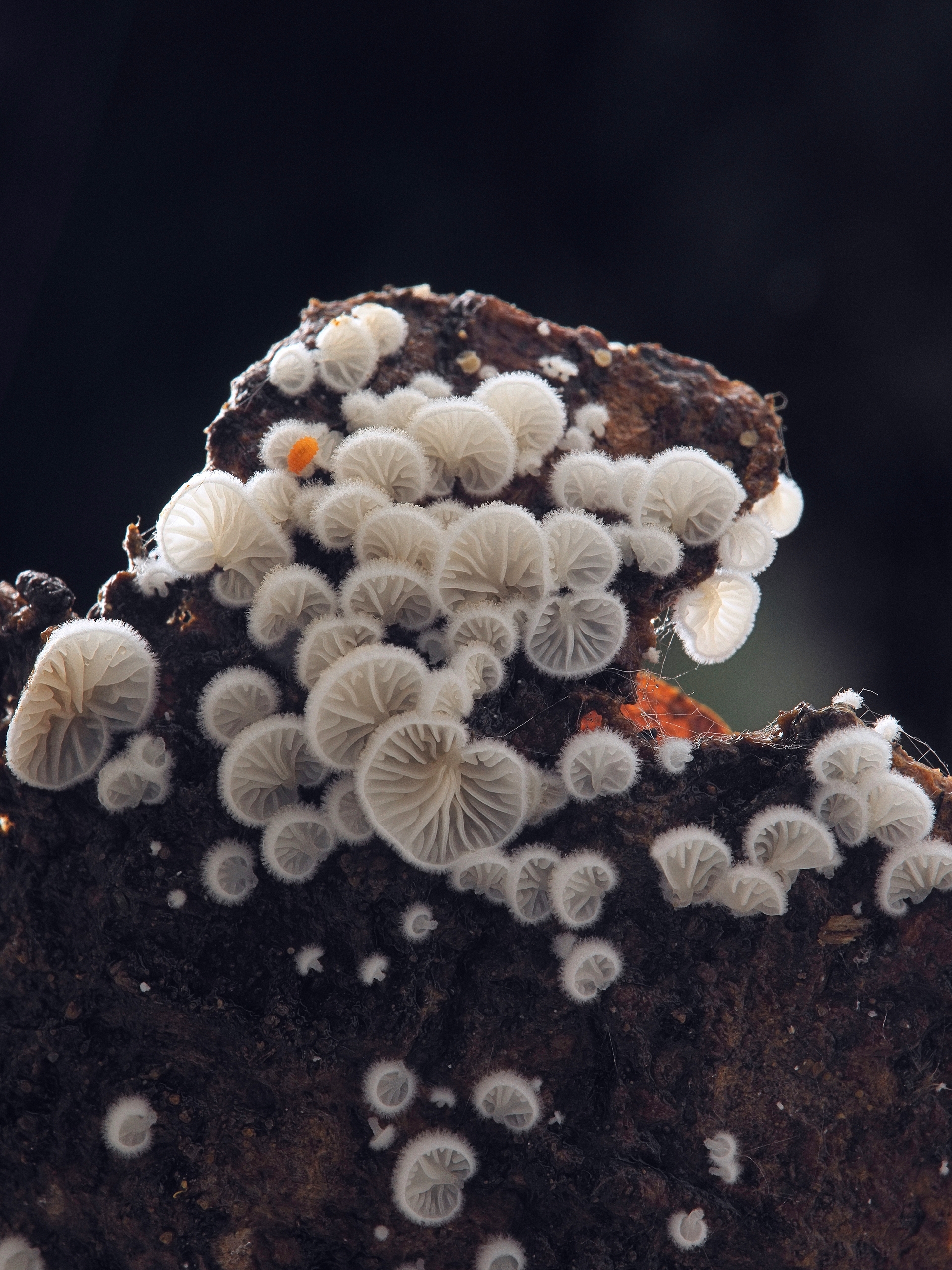 謎樣的真菌微世界