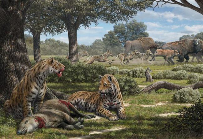 劍齒虎的翻案：新化石分析重新描繪了這種駭人大貓
