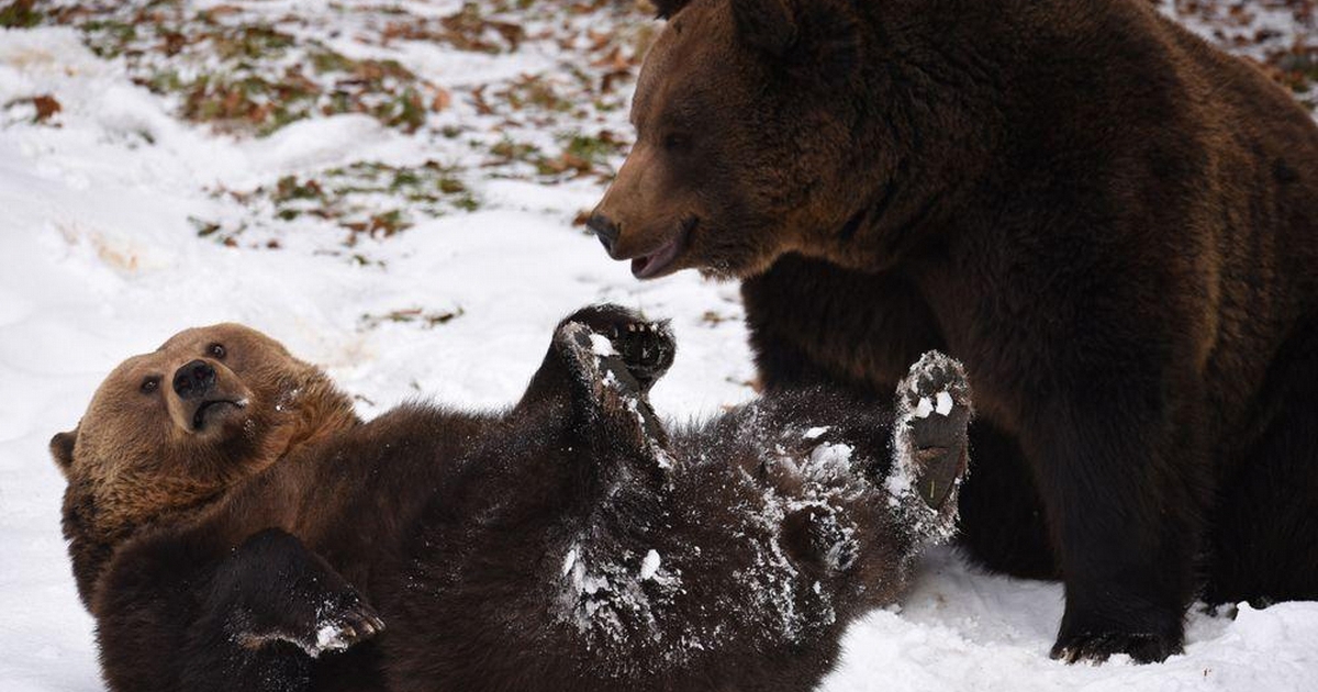 апеннинский бурый медведь. красивый медвежонок. медведь кадьяк против тигра. медведица с медвежатами. медведь гризли в канаде.
