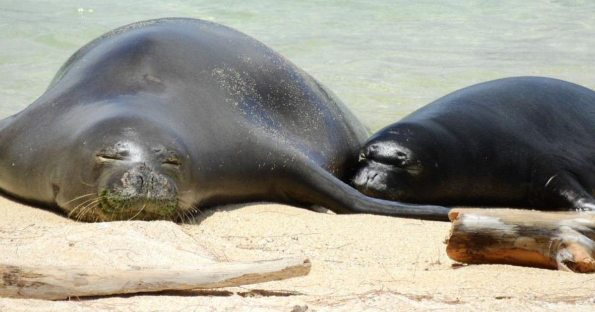 Re: [問題] 凝結貓砂都怎麼處理