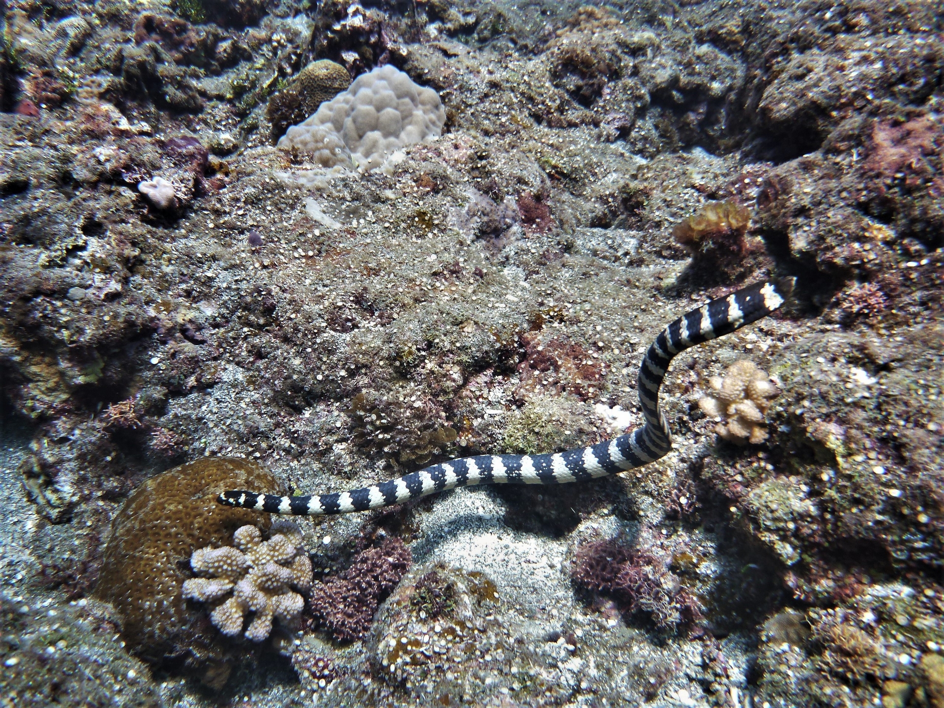 Persian Gulf Sea Snake Bite