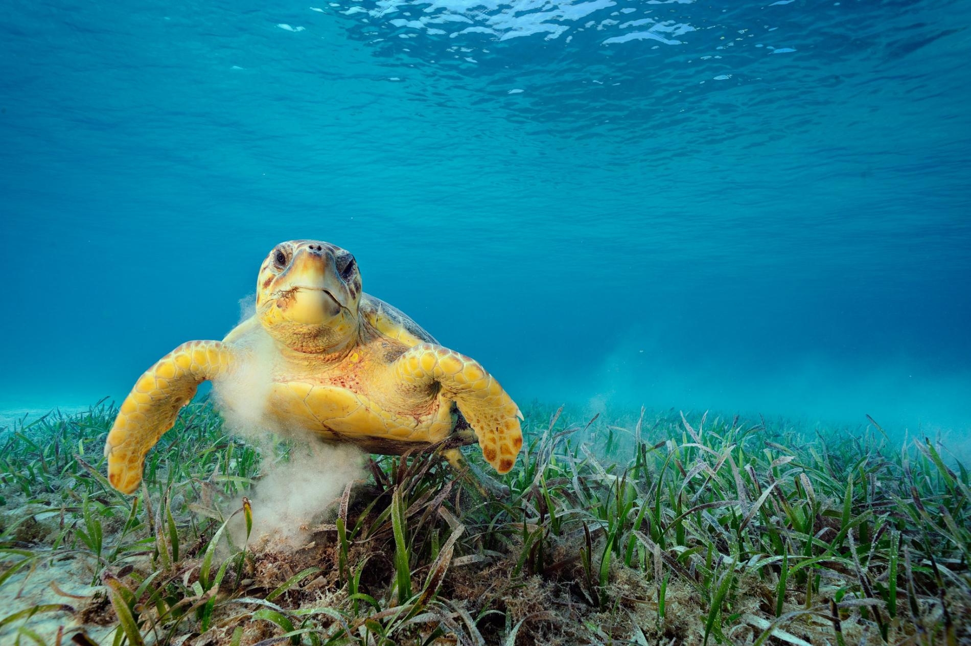 一隻赤蠵龜在吃海草。這種動物會攪起海床泥沙，能將數萬隻搭便車的微小動物載到自己身上，例如線蟲、甲殼類、水螅。PHOTOGRAPH BY BRIAN SKERRY, NAT GEO IMAGE COLLECTION