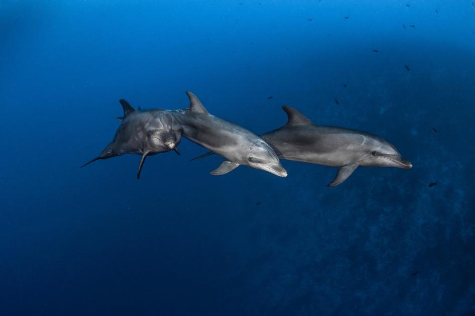 在法屬玻裡尼西亞倫吉拉海峽（Rangiroa Channel）狩獵的瓶鼻海豚。這種海洋哺乳動物會使用兩種工具來找食物，這在自然界是很少見的行為。PHOTOGRAPH BY GREG LECOEUR, NAT GEO IMAGE COLLECTION