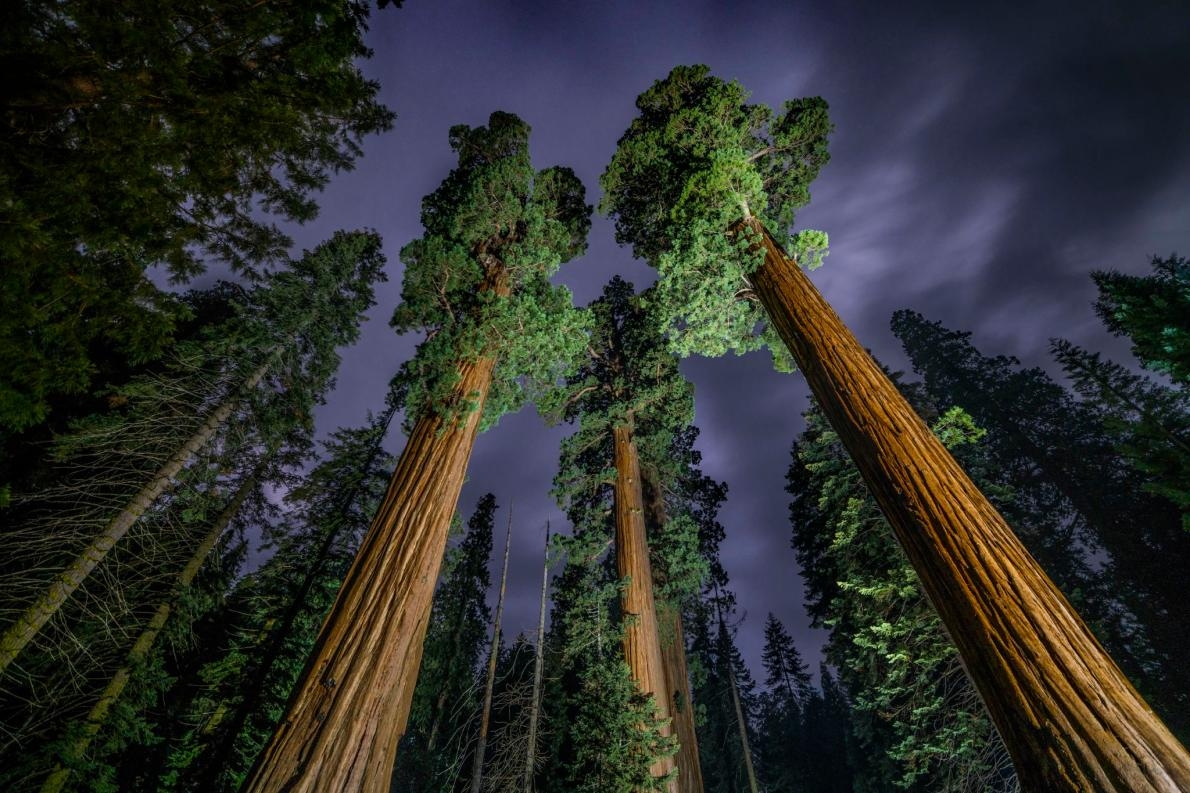 地球上最古老的生物之一「巨杉」 | 加州 | 加州紅木 | 巨型森林 | 大紀元