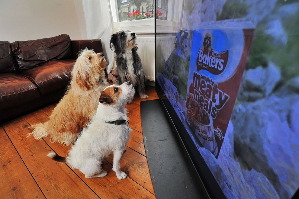 狗為什麼會看電視——而且還對它有反應？ 國家地理雜誌中文網