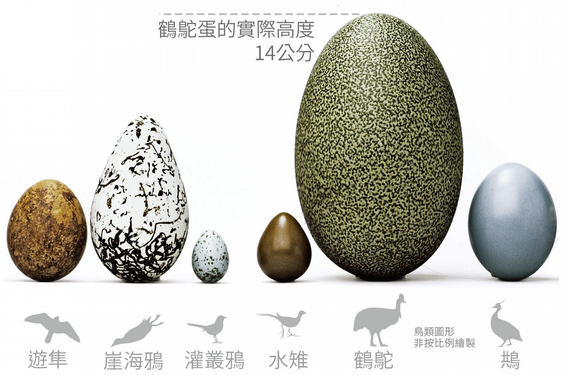 史上最大的鸟蛋长什么样? 它竟能拍出百万美元, 它的风采无鸟能及|拍卖|鸟蛋|鸟_新浪新闻