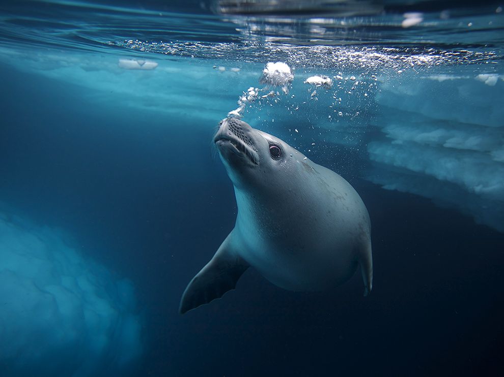 海豹 海獅 海狗 海象 海牛 一次看個夠 國家地理雜誌中文網