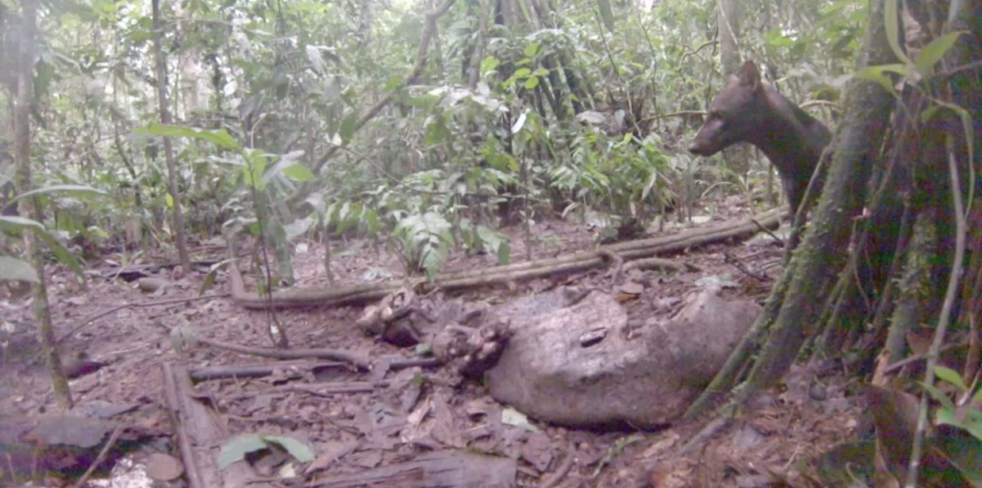 拍到稀有的亞馬遜叢林犬- 國家地理雜誌官方網站｜探索自然、科學與文化的最佳權