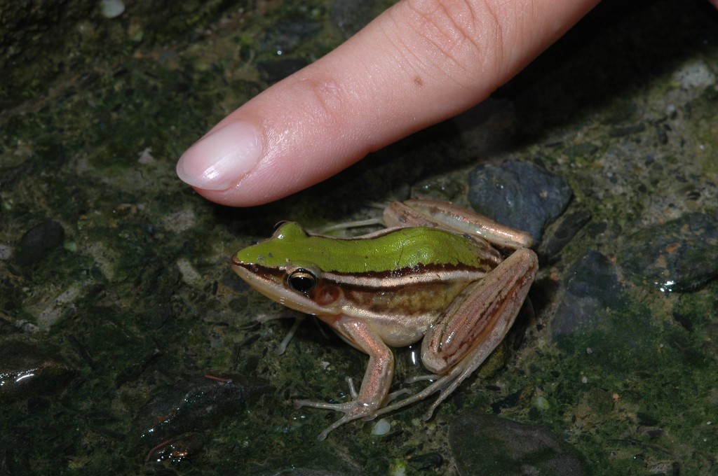 嬌小台北赤蛙