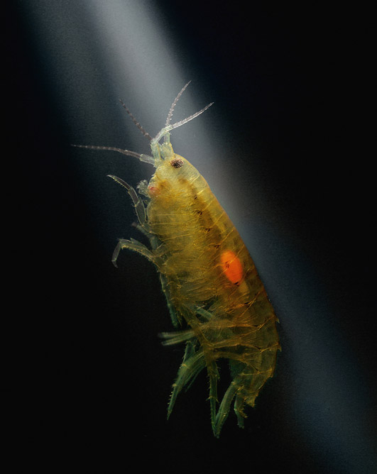 Az Ascaris a nyállal fertőzhető meg