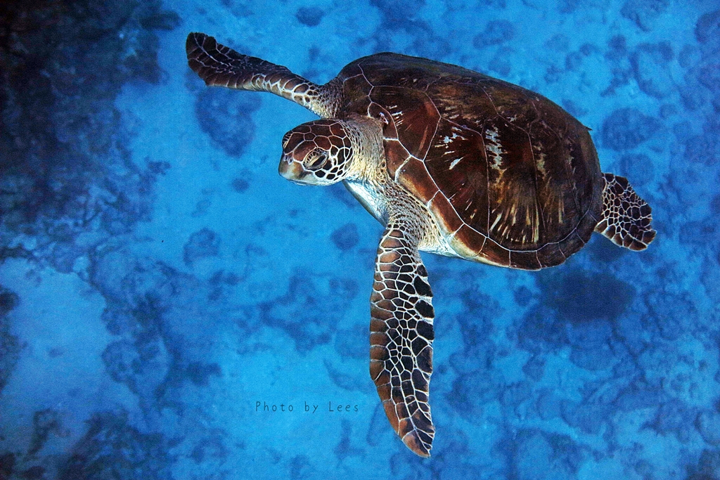 海龜研究在台灣- 國家地理雜誌中文網