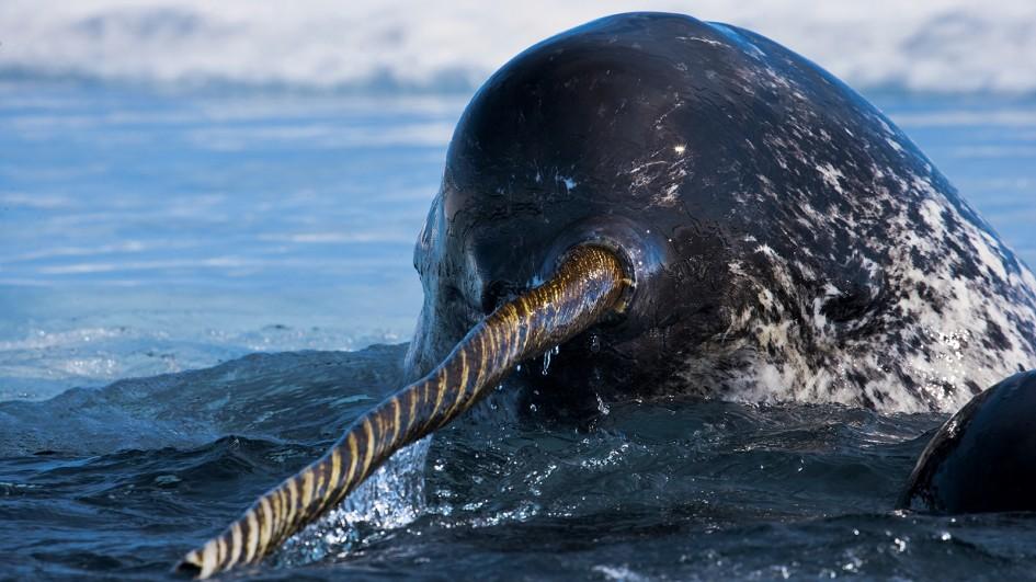 動物好朋友 獨角鯨 Narwhal 國家地理雜誌中文網