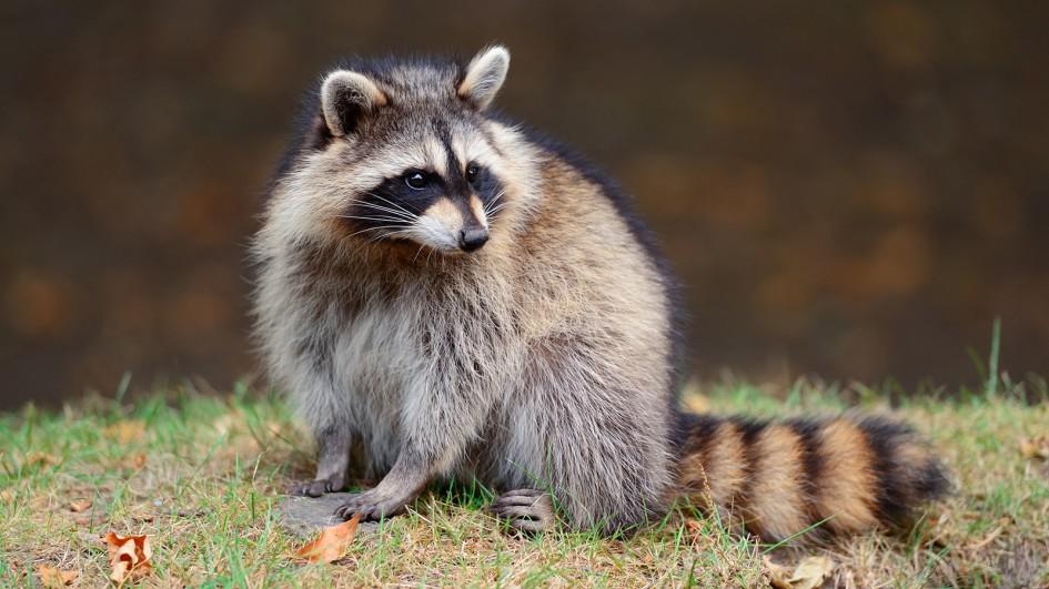 62+ 图片 浣熊 新的 29 動物好朋友】浣熊(Raccoon) - 國家地理雜誌中文網
