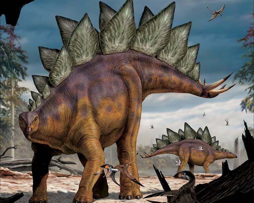 【恐龍狩獵者】劍龍(Stegosaurus) - 國家地理雜誌官方網站|探索自然、科學與文化的最佳權